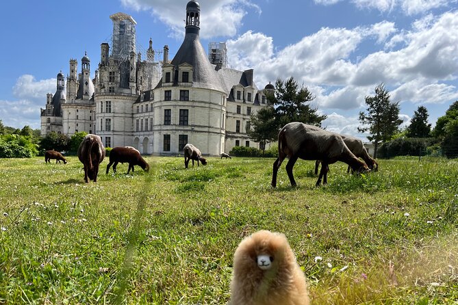 3 Loire Valley Castles and Wine Tasting Private Guided Tour - A Private Loire Day From Paris: What You Really Get