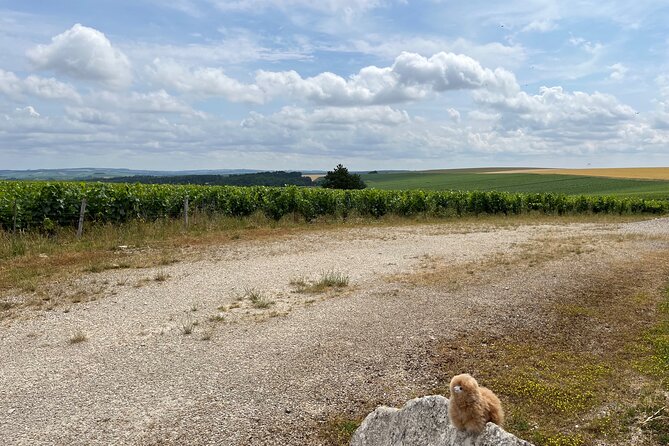 Burgundy Wine & Cheese Tasting Private Day Trip 15 glasses - Beaune Break: Wandering Time, Lunch Choices, and Hotel-Dieu