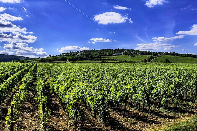 Chablis 20 Exquisite Wines Tasting Trip in Small-Group from Paris - La Chablisienne or Domaine Baptiste: Finishing Strong With One More Tastings Block