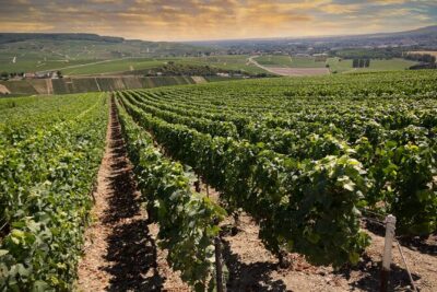 Champagne Tasting Tour Day Trip From Paris - Reims Notre-Dame de Reims: short stop, big visual impact