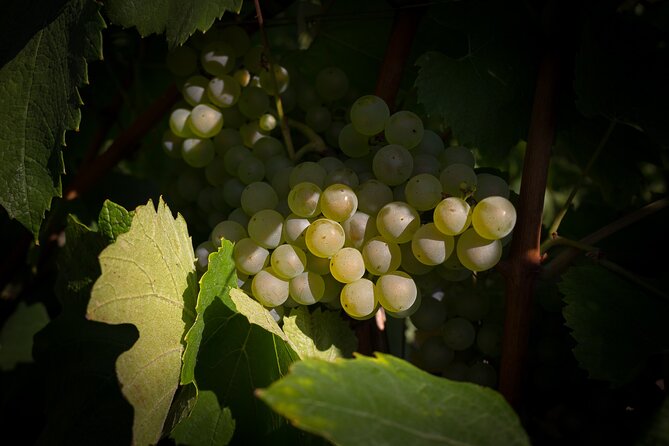 Champagne Tasting Tour Day Trip From Paris - Avenue de Champagne lunch: choose picnic views or free time
