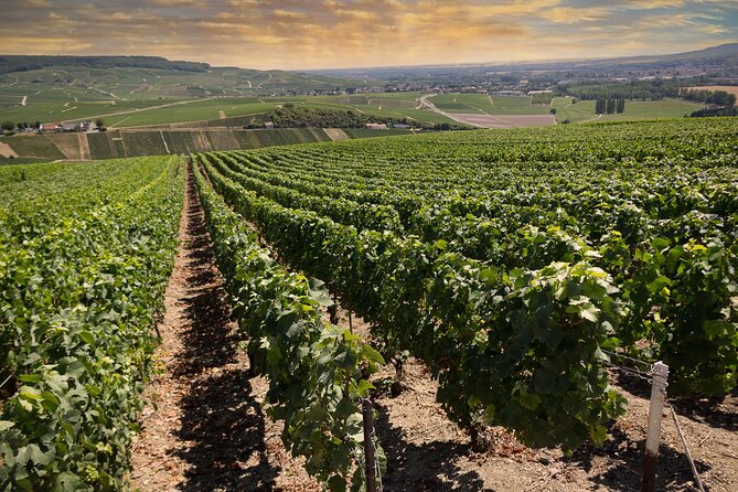 Champagne Tasting Tour Day Trip From Paris - Reims Notre-Dame de Reims: short stop, big visual impact