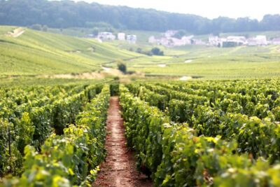 Champagne VIP Day Trip from Paris With Local PRIVATE Wine Expert Guide - Meeting at Gare de l’Est and the flow of the day