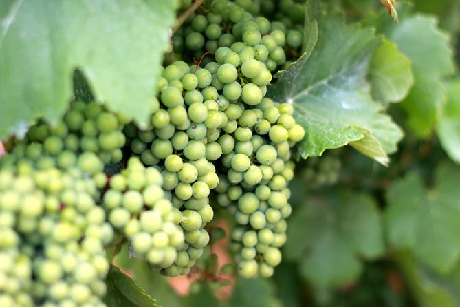 Champagne VIP Day Trip from Paris With Local PRIVATE Wine Expert Guide - Montagne de Reims winery stop: private cellars and 6 Champagne tastings