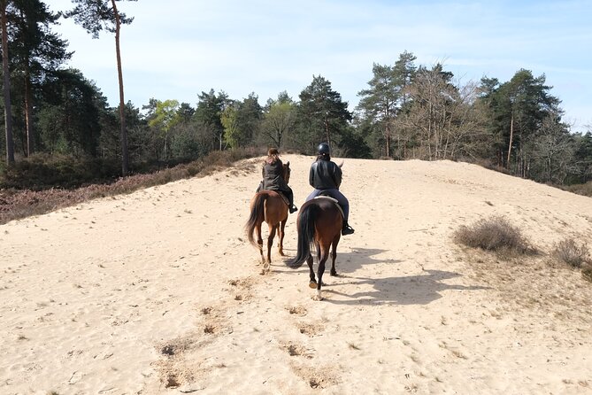 Day Trip to Fontainebleau : Horse Riding, Gastronomy and Castle - Price and Value at $1,941.57 Per Person