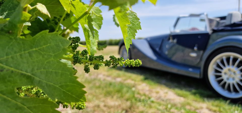 From Paris: Prestige Champagne Tour and Tastings - Boutique Champagne producer: why small-scale tasting feels different