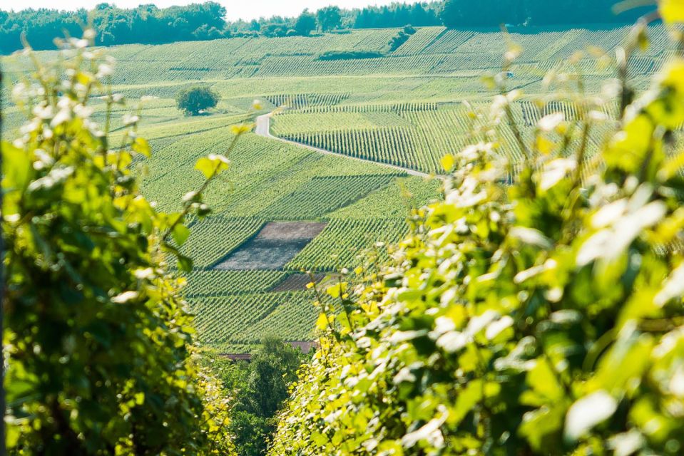 From Paris: Small-Group Champagne Day Trip with Six Tastings - Key things to know before you go
