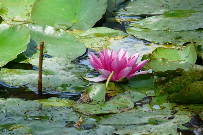 Giverny & Monet's House Audio Guided Half-day Tour from Paris - The audio guide on your phone: the best part, if you set it up right