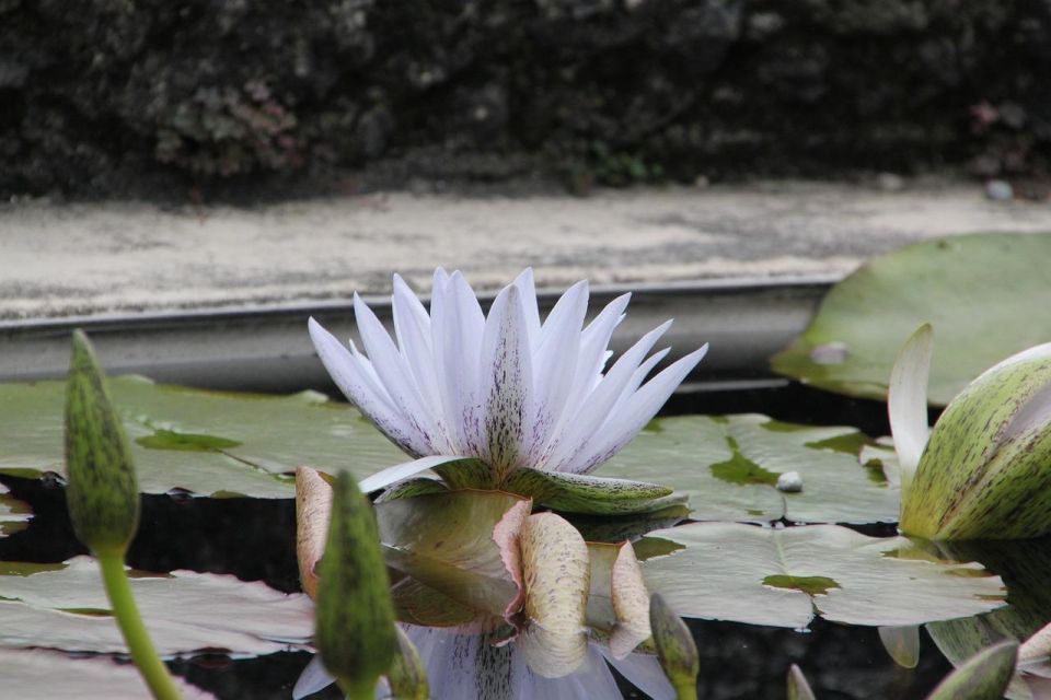Giverny : Monet's house & Gardens Private tour from Paris - Key things I’d circle before booking