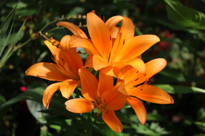 Giverny Private Half-Day Trip including Claude Monet' Gardens & House from Paris - Timing Tips: Making the Most of a 5-Hour Schedule