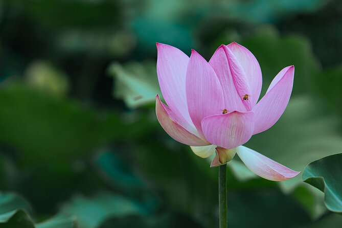 Half Day Giverny Monet's Gardens Tour - Clos Normand Flower Garden: A Painter’s Take on Seasons