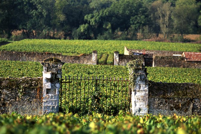 Incredible Loire castles tour with lunch and a vineyard visit - Vineyard visit and wine tasting: what’s included, and what to expect