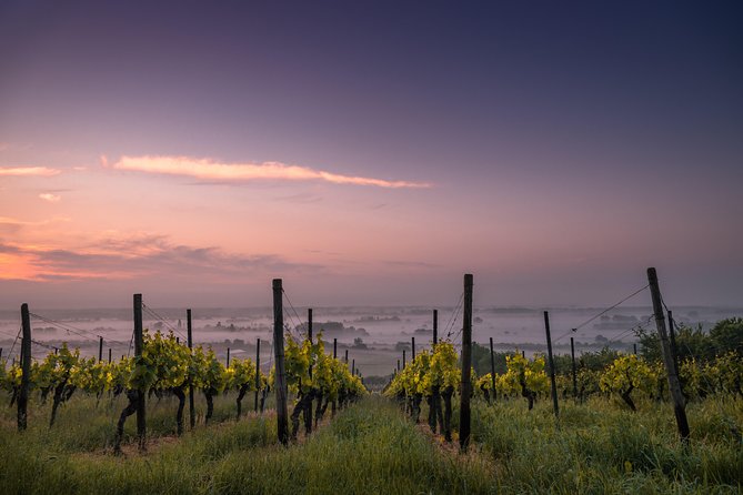 Loire Valley Private Day Trip with Chambord Winery Visit & Lunch - The drive through Touraine vineyards: time to look, not just travel