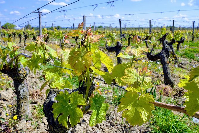 Loire Valley Wines and Castle Small Group Day Trip from Paris - Price and Value: What You’re Getting for About $392.22