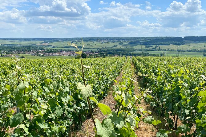 Moet et Chandon Veuve Clicquot Private Champagne trip from Paris - Who should book this Champagne day trip from Paris