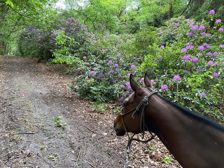 Paris: Aumont-en-Halatte Horseback Riding Tour - Key points to know before you go