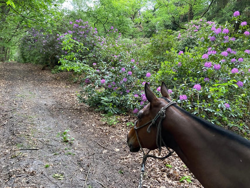 Paris: Aumont-en-Halatte Horseback Riding Tour - Getting to the green gate in Aumont-en-Halatte