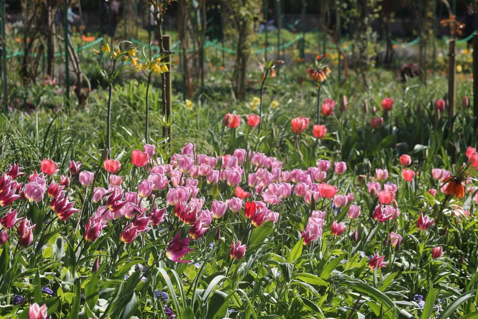 Paris: Giverny Gardens Day Trip with Professional Tour Guide - What to bring (and what not to do) for a smoother day