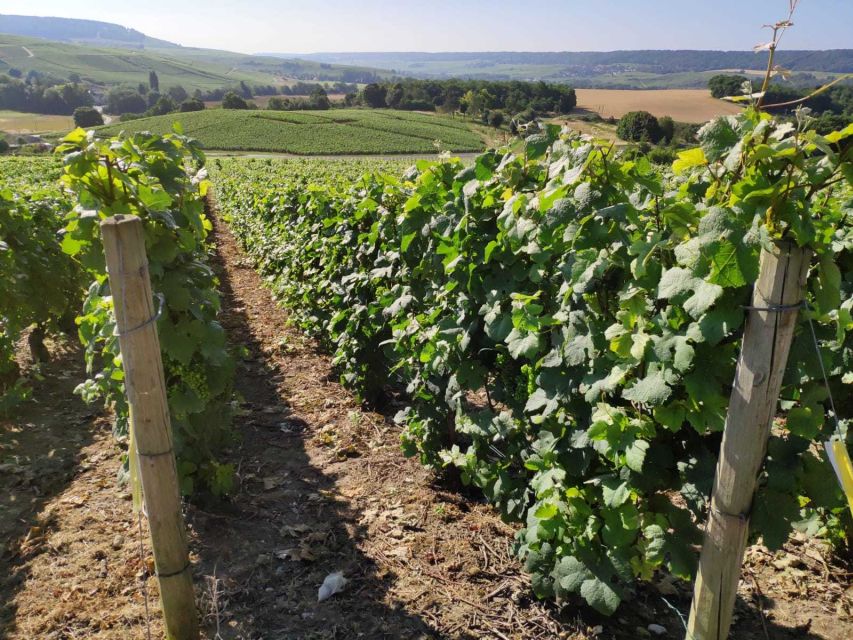 Paris: Private Epernay Trip with Champagne Vineyard Tastings - The Marne Photo Stop and Champagne-Ardenne Tasting Moments