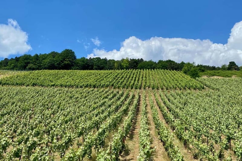 Paris: Ruinart and Veuve Clicquot Champagne Tour by Mercedes - Handling Schedule Changes Without Losing Your Day