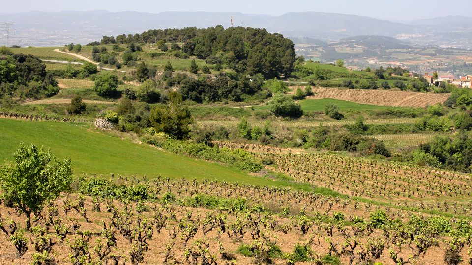 Paris: Two Reims Champagne Vineyards with Tastings and Lunch - The return to Paris: train timing that protects your energy