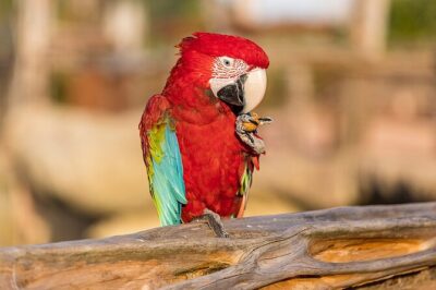 Parrot World Immersive Wildlife Park Entry Ticket next to Paris - The Self-Guided Tropical Walk: What You’ll Do In Parrot World