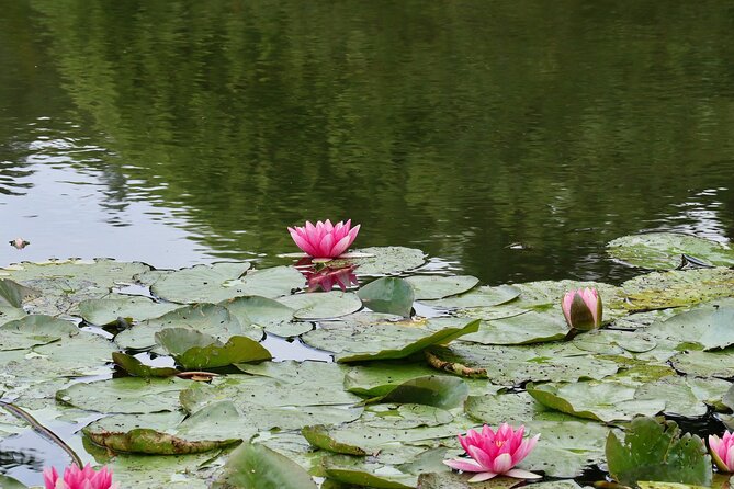 Private Giverny Monet’s House & Gardens Half-Day Tour from Paris - What You’ll Actually Do at Monet’s Home