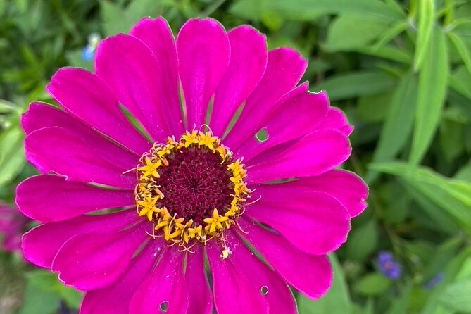 Private Giverny Roundtrip and Entrance Ticket from Paris - Giverny village time: cafes, souvenirs, and Monet’s grave