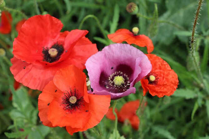 Private Giverny Roundtrip and Entrance Ticket from Paris - Who this tour suits best (and who might feel limited)