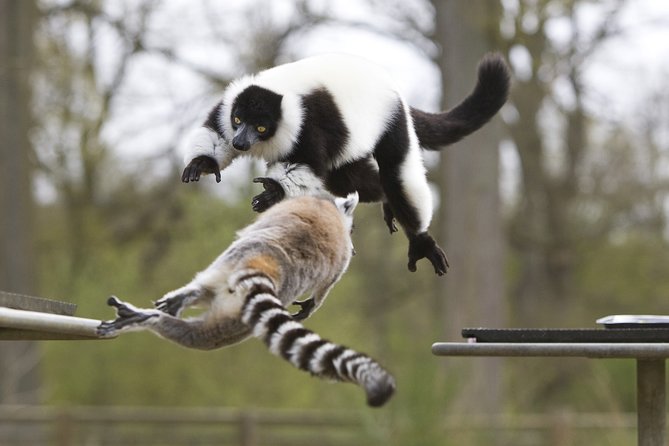 Private Return Transfer Thoiry Zoo Safari from Paris - Hotel-to-safari day: how the private transfer really helps
