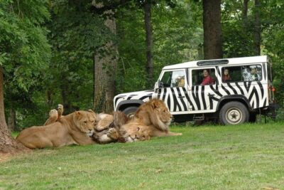 Private Return Transfer Thoiry Zoo Safari from Paris - The Thoiry ZooSafari open-air safari: seeing African wildlife close to the routine