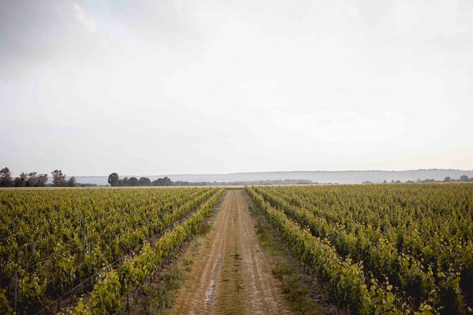Vineyard tour and wine tasting in Davron - Key highlights worth planning for