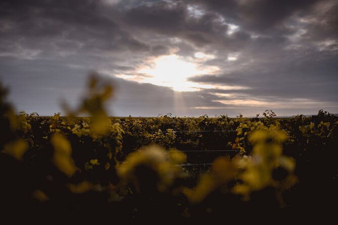 Vineyard tour and wine tasting in Davron - Domaine La Bouche du Roi: vineyard wine near Versailles, not far away