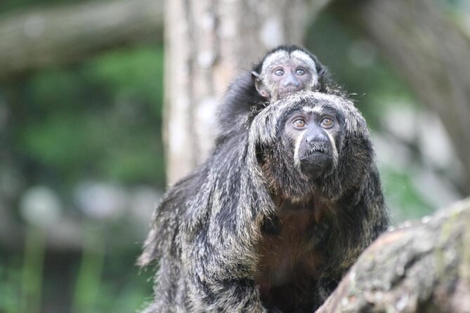 Zoo Of Beauval - Private Trip - Key highlights worth knowing before you go