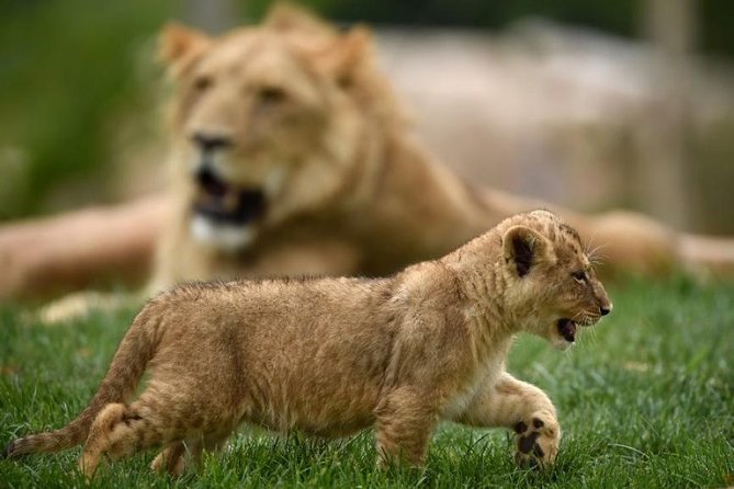 Zoo Of Beauval - Private Trip - Private SUV to Beauval: what you’re really paying for