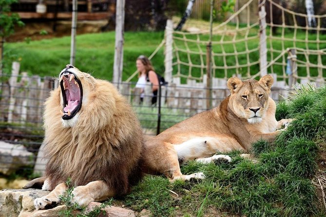 Zoo Of Beauval - Private Trip - Arrival at ZooParc de Beauval: building a practical on-site game plan
