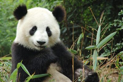 Zoo Of Beauval - Private Trip - The long road from Paris and how much zoo time you’ll likely get