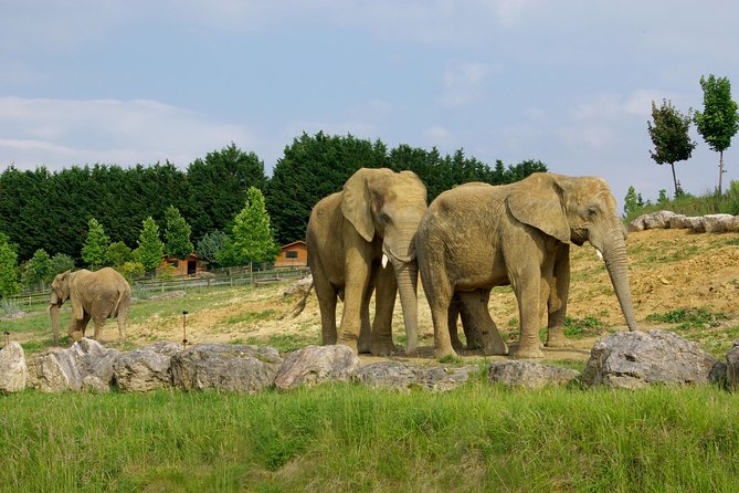 Zoo Of Beauval - Private Trip - What the chauffeur and trip assistant do (and what they don’t)