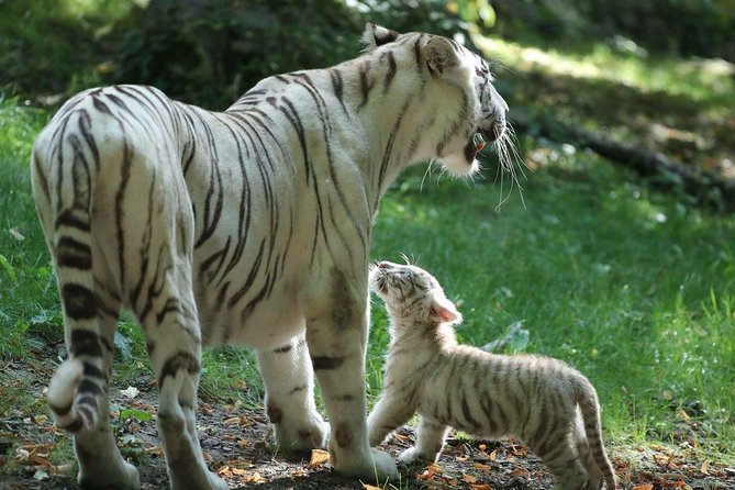 Zoo Of Beauval - Private Trip - Tickets, lunch, and the real cost per person