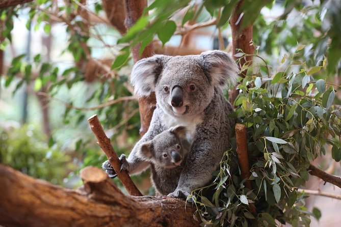 Zoo Of Beauval - Private Trip - Inside the zoo: how to make a short day feel meaningful