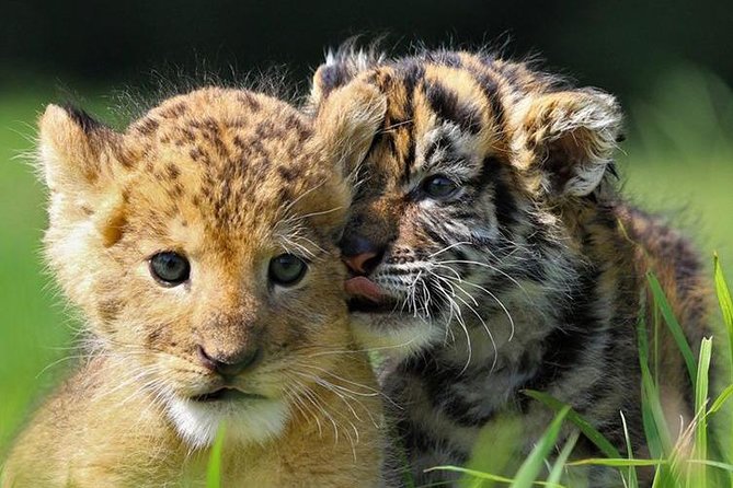 Zoo Of Beauval - Private Trip - Timing tips that can save your day (and your patience)