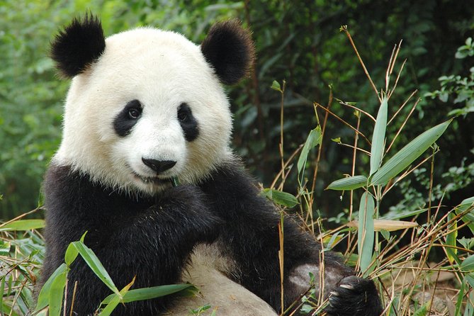 Zoo Of Beauval - Private Trip - The long road from Paris and how much zoo time you’ll likely get